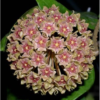 Chậu cây cẩm cù hoya Glabra