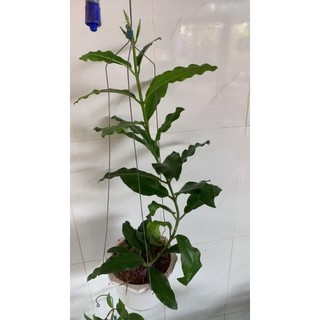 Cẩm cù khủng long 2 màu đỏ, vàng