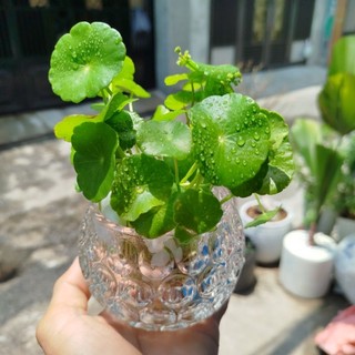 Chậu Cỏ Đồng Tiền Thủy Sinh ( chậu Thủy tinh đẹp)