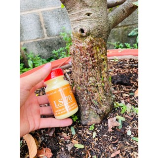 Keo tạo xù cây LS70, tạo xù bonsai, mai vàng, không suy cây, sản phẩm đã kiểm chứng chất lương
