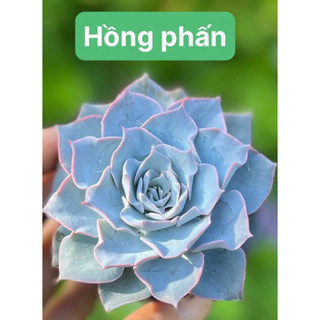 Sen đá Hồng phấn