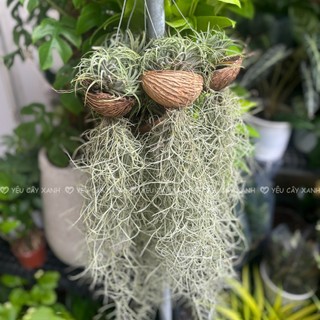 Cây Không Khí ( Tillandsia Usneoides ) treo