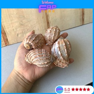 Vỏ ốc khế, Vỏ ốc khế Major . Vỏ ốc trang trí, sưu tầm. Vỏ ốc mượn hồn, decor trang trí