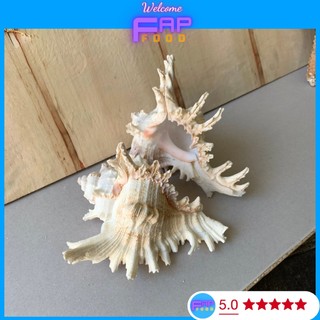 Vỏ ốc gai decor, vỏ ốc gai lớn trang trí, vỏ cho ốc rụt rè, ốc mượn hồn, cua ẩn sĩ, dã tràng, hermit crab