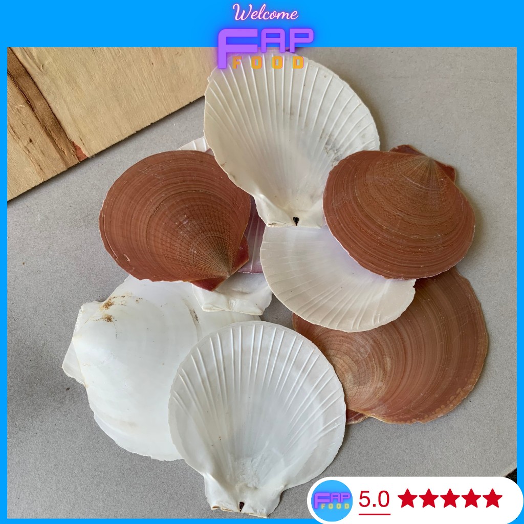 GIÁ RẺ 1K Vỏ sò điệp thiết bóng làm đồ mỹ nghệ kẹp cài, decor trang trí, vỏ sò biển sạch đẹp