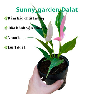 Chậu mềm Hồng môn con- Thích hợp cho các bạn muốn sưu tầm