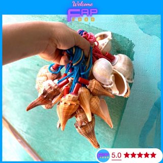 KÈN THỔI LÀM TỪ VỎ ỐC CAO CẤP, KÈN VỎ ỐC BIỂN SẠCH ĐẸP BÓNG