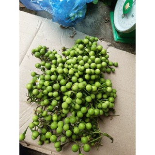 1kg quả cà gai dại hoa trắng/cà đắng/quả cúc áo...khách đặt mới hái gửi