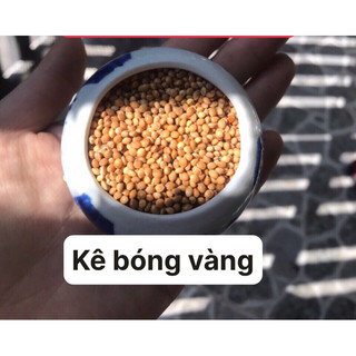 hạt kê vàng đỏ trắng
