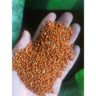 hạt kê 1kg hạt kê đỏ to cho cu gáy , yến phụng , vẹt , finch