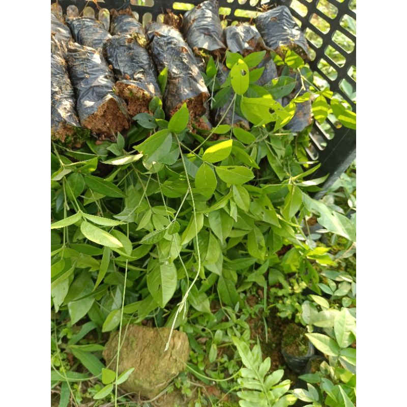 com bo 10 cây giống sâm nam cát sâm