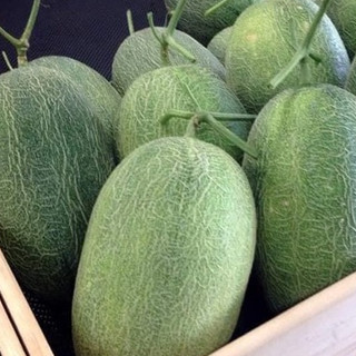[ Seed] Hạt giống Dưa lưới Hami vỏ xanh f1_ Nảy 99%