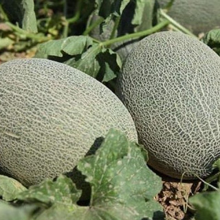 [ Seed] Hạt giống Dưa lưới Hami vỏ xanh f1_ Nảy 99%