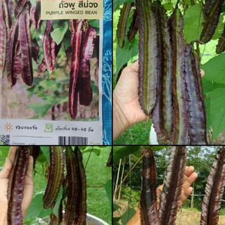 Hạt giống đậu rồng tím thái lan-gói 5 gram-tặng kèm gói phân bón