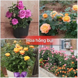 Hạt giống hoa hồng tỉ muội nhiều màu-Gói 20 hạt