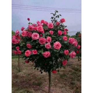 Combo 5 gốc hoa hồng thân gỗ đủ màu