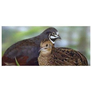 Trứng gà rutin về ấp