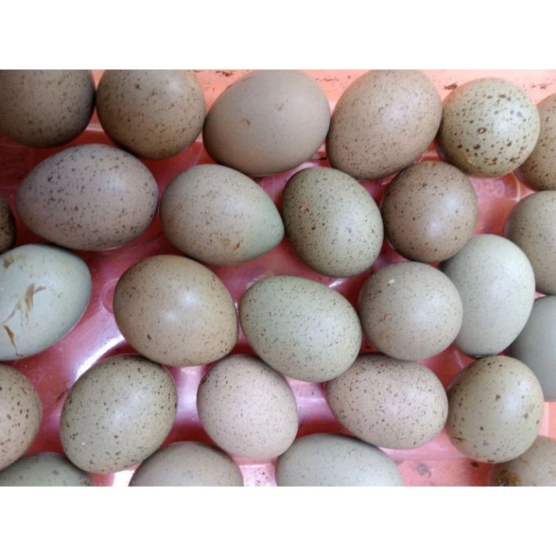 Trứng gà rutin về ấp