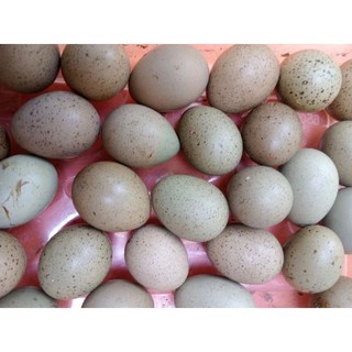 Trứng gà rutin về ấp