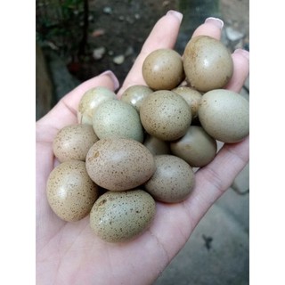 Trứng gà rutin về ấp