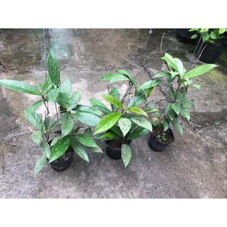 combo 3 giò hoa lan cẩm cù đỏ, gửi từ hà nội