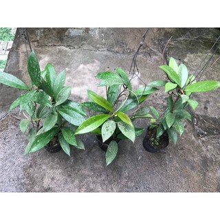 combo 3 giò hoa lan cẩm cù đỏ, gửi từ hà nội