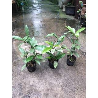 combo 3 giò hoa lan cẩm cù đỏ, gửi từ hà nội