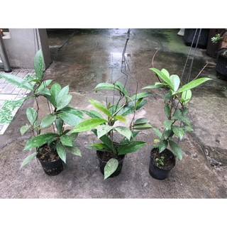 combo 3 giò hoa lan cẩm cù đỏ, gửi từ hà nội
