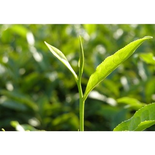 trà sâm dứa Minh Thành 350gr