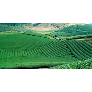 Trà Sâm dứa Minh Thành 70gr