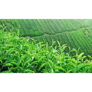 Trà Sâm dứa Minh Thành 70gr