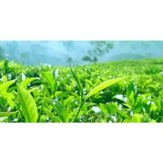 trà sâm dứa Minh Thành 350gr