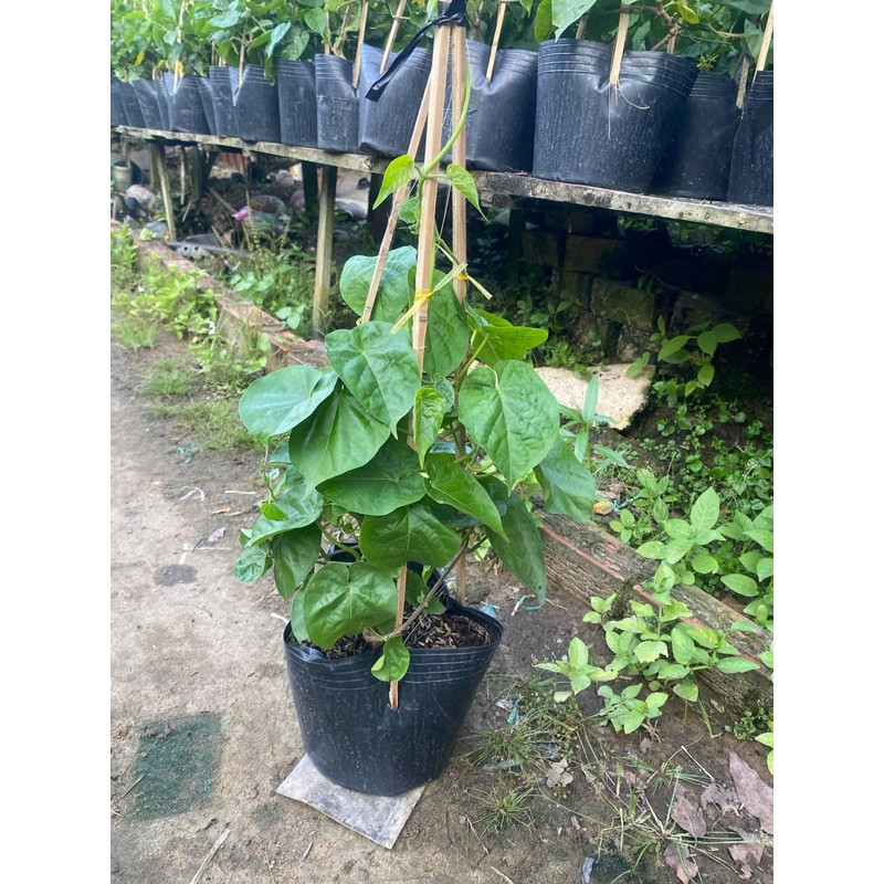 Chậu nhựa mềm Hoa Thiên Lý