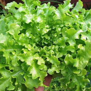 [ Hạt giống Mai nguyễn] 600 hạt giống xà lách Bowl Đài Loan lá mềm