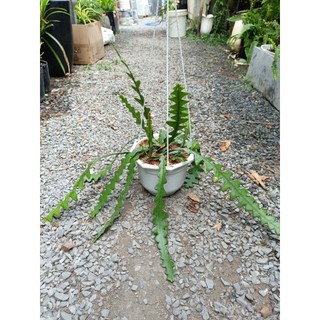 Cây hoa quỳnh xương cá