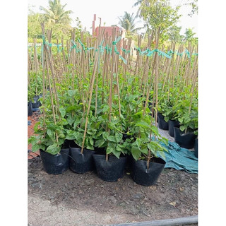 Chậu nhựa mềm Hoa Thiên Lý