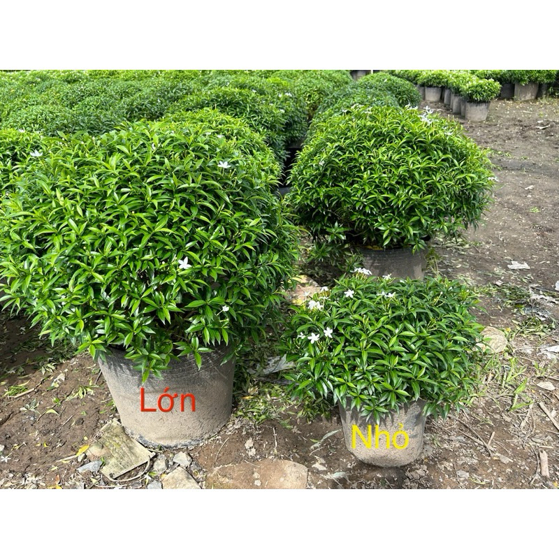 Mai vạn phúc lớn
