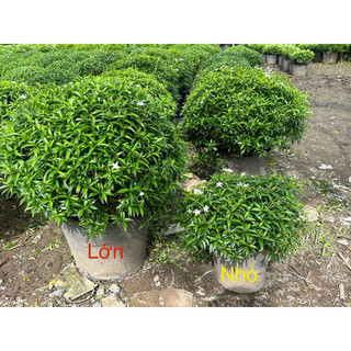 Mai vạn phúc lớn