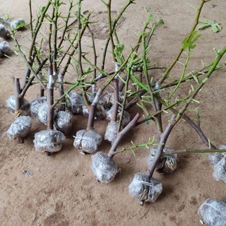 cành chiết sung mỹ lda