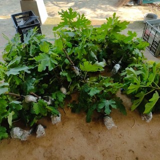 cành chiết sung mỹ lda