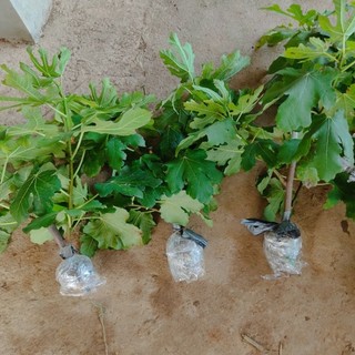 cành chiết sung mỹ lda