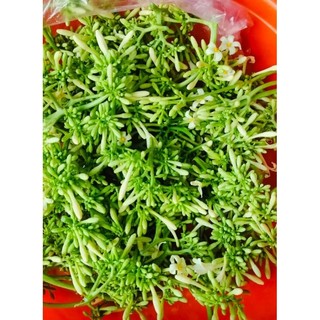 #1kg  Hoa ĐU ĐỦ ĐỰC