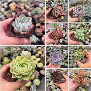 Sen bầu size 5-7cm