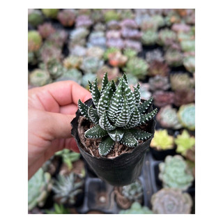sen bầu  size 5-7cm đã thuần nắng mưa
