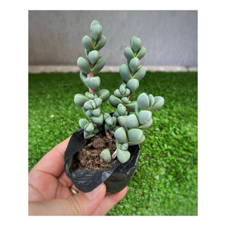 sen bầu  size 5-7cm đã thuần nắng mưa