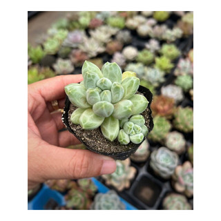 sen bầu  size 5-7cm đã thuần nắng mưa