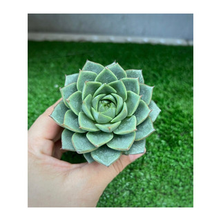 sen bầu  size 5-7cm đã thuần nắng mưa