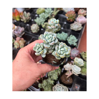 sen bầu  size 5-7cm đã thuần nắng mưa