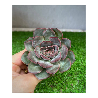 sen bầu  size 5-7cm đã thuần nắng mưa
