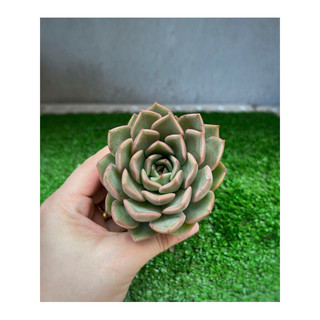 sen bầu  size 5-7cm đã thuần nắng mưa